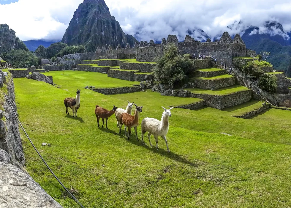llamas en tour Machu Picchu 1 día