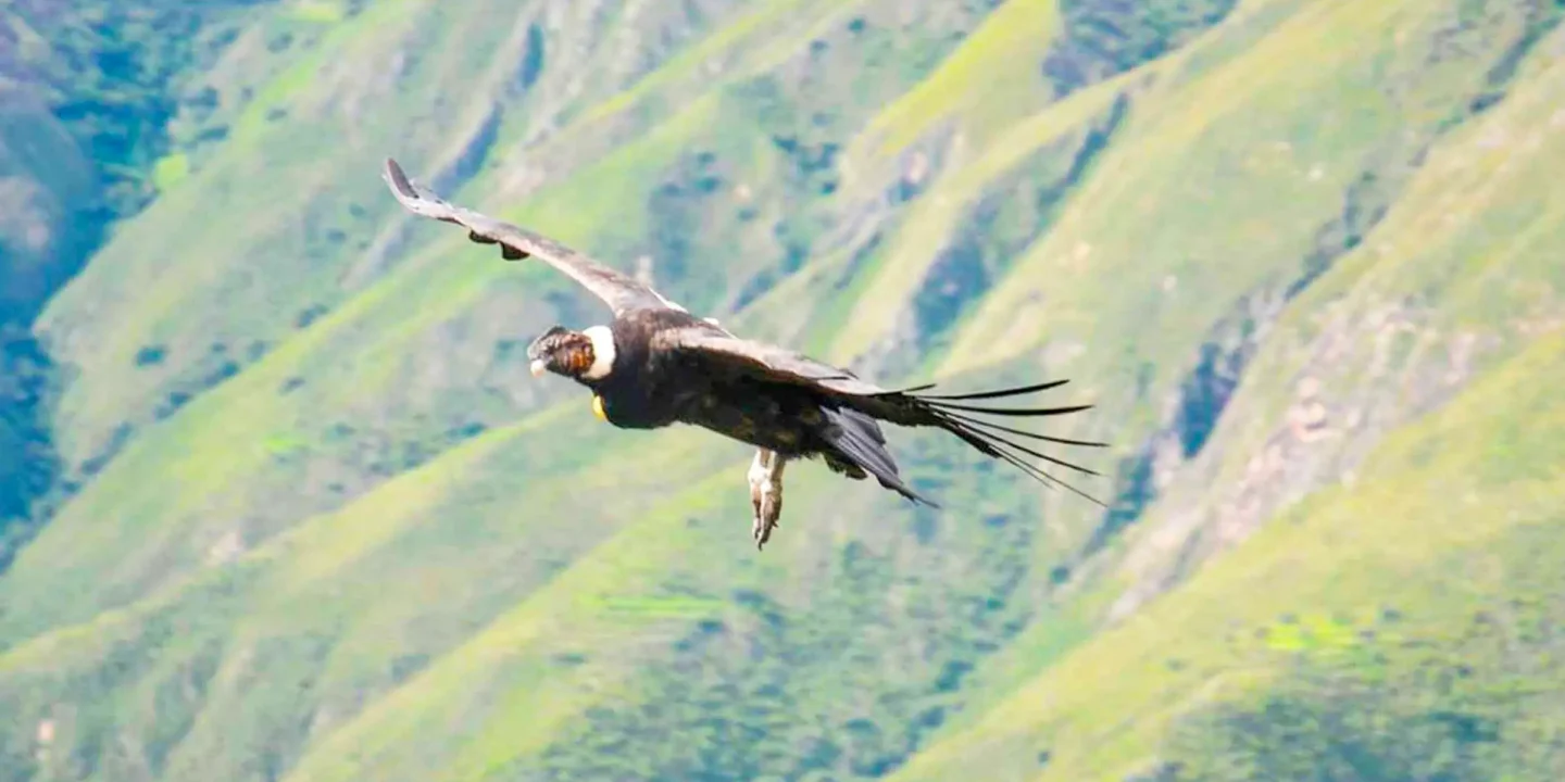 Mirador del Condor Chonta Cusco 1 Día – Servicio Privado