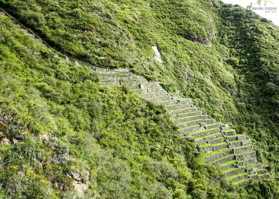 Choquequirao white stone llamas or alpacas